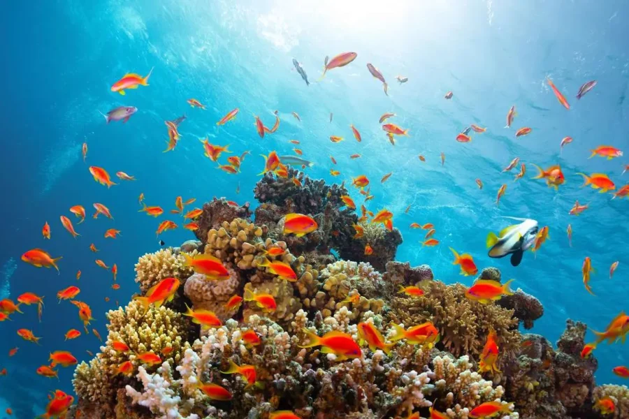 Diving Tour at Ras Mohammed National Park