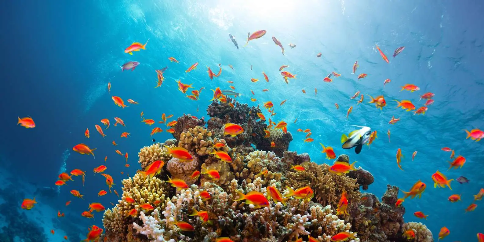 Diving Tour at Ras Mohammed National Park